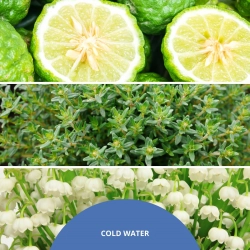 Millefiori Milano Uzupełniacz do pałeczek Cold Water 250 ml